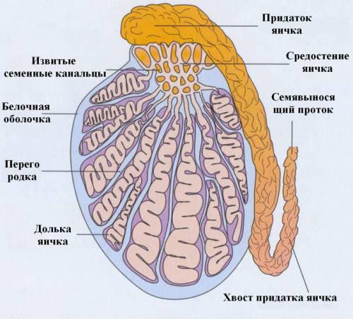в каком возрасте у мальчиков опускаются яички